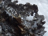 Sticta dufourii image