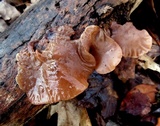 Auricularia angiospermarum image