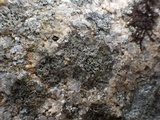 Rinodina oxydata image