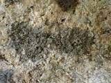 Rinodina oxydata image