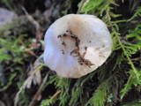 Inocybe ionocephala image