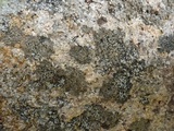 Rinodina oxydata image