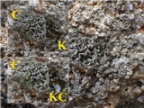 Rinodina oxydata image