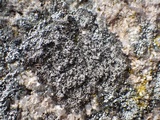 Rinodina atrocinerea image