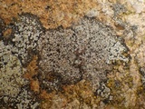 Rinodina atrocinerea image