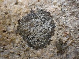 Rinodina atrocinerea image