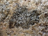 Rinodina atrocinerea image