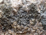 Rinodina atrocinerea image