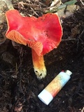 Hygrocybe laetissima image