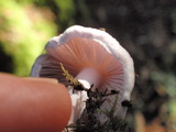 Inocybe ionocephala image