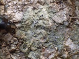 Byssoloma subdiscordans image