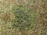 Byssoloma subdiscordans image