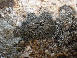 Hyperphyscia adglutinata image