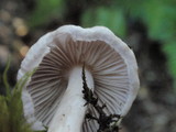 Inocybe ionocephala image