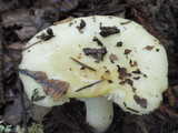 Russula cremoricolor image