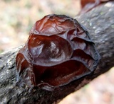 Exidia recisa image