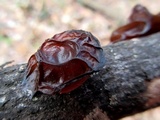 Exidia recisa image
