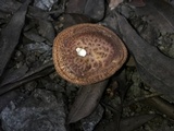 Polyporus brumalis image