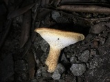 Polyporus brumalis image