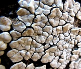 Xylobolus frustulatus image