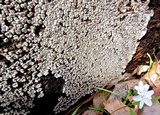 Xylobolus frustulatus image