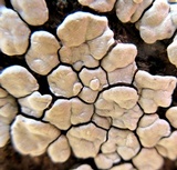 Xylobolus frustulatus image