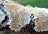 Irpex lacteus image