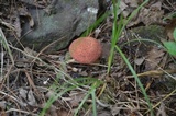 Suillus spraguei image