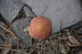 Suillus spraguei image