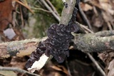 Exidia recisa image