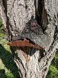 Phellinus robiniae image