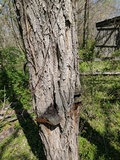 Phellinus robiniae image