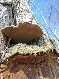 Phellinus robiniae image