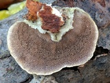 Trametes hirsuta image