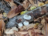 Trametes hirsuta image