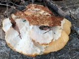 Trametes ochracea image