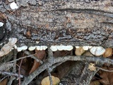 Gloeoporus dichrous image