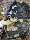 Tyromyces chioneus image