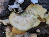 Tyromyces chioneus image