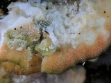 Tyromyces chioneus image
