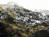 Henningsomyces candidus image