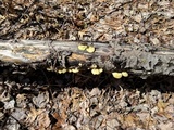 Tyromyces chioneus image