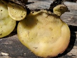 Tyromyces chioneus image