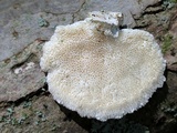 Tyromyces chioneus image