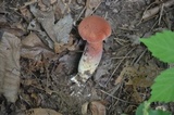 Baorangia bicolor image