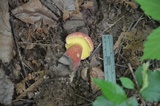 Baorangia bicolor image