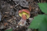 Baorangia bicolor image