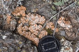 Psora crenata image