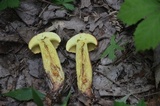 Baorangia bicolor image