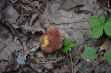 Baorangia bicolor image